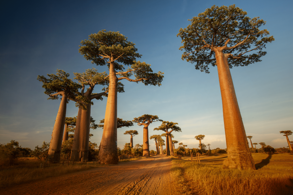 on voit sur cette image des arbre de baobab