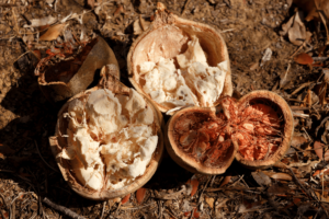 cette image decrit le fruit du baobab ouvert
